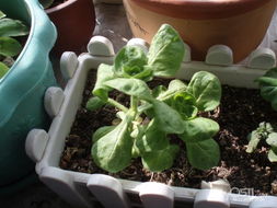 南北地区蔬菜种子种植时间表