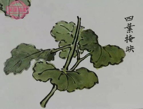美人蕉块茎繁殖和种植方法有哪些简单易学的步骤