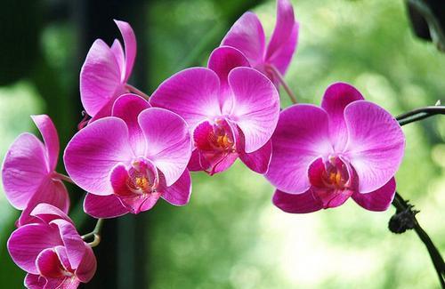 没晒太阳，没施肥，没浇水