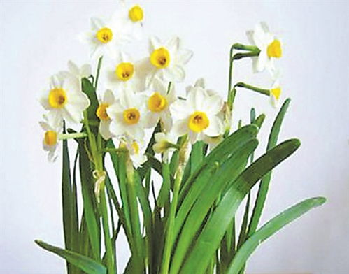 六、 富贵竹：水培界常青树