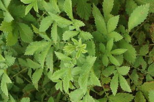 树枝驱虫的技巧