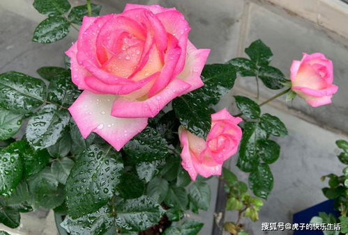 皮实好养、花大花美的经典欧月月季品种推荐