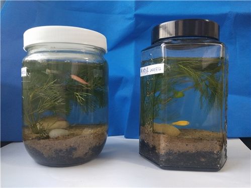 磷肥在家自制？如何简单高效