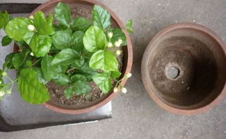 茉莉花换盆的最佳时间是什么时候？