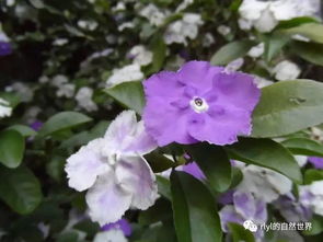 双色茉莉叶子变褐色的原因