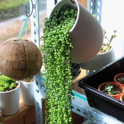 佛珠和绿萝， 夏天的清凉神器