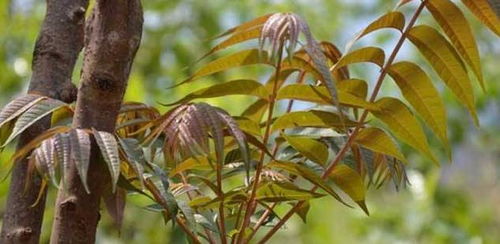 红根补血菜的种植时机揭秘