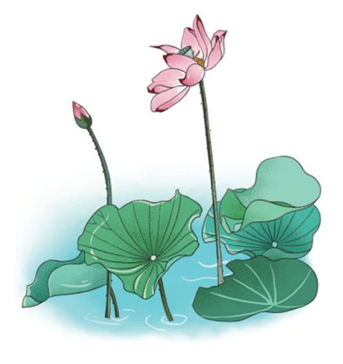 莲之花，真名是莲还是芙蓉