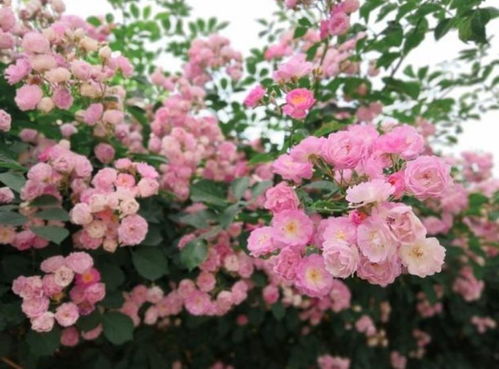 三、富贵竹：富贵吉祥