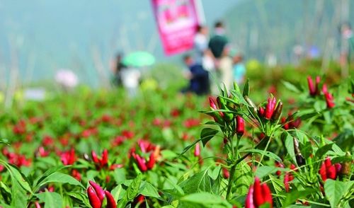 科学选择品种和养护