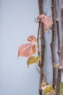 藤蔓与孩子的关系