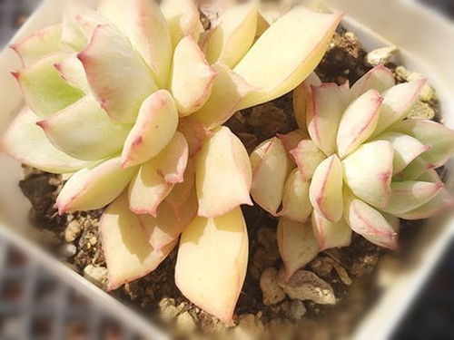 繁殖方法