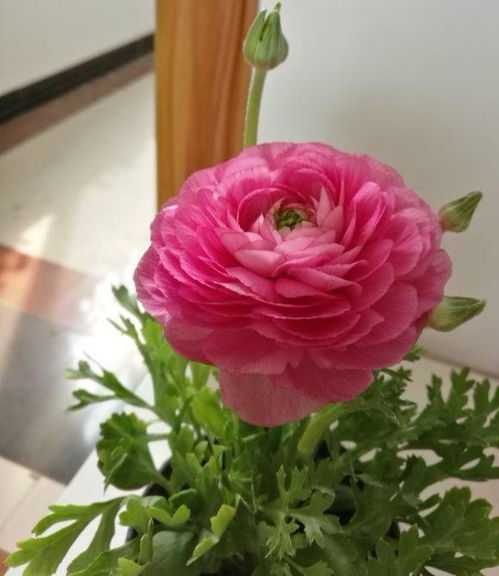 月季花中的神仙们，哪一款惊艳了你的眼？