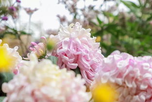 秋天养蓝色花总失败？揭秘蓝花成长密码！