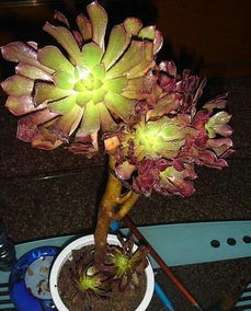 莲花掌花开后如何巧妙拆分