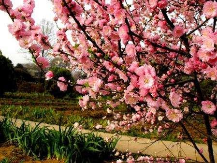 北方花友网购南方苗木要小心