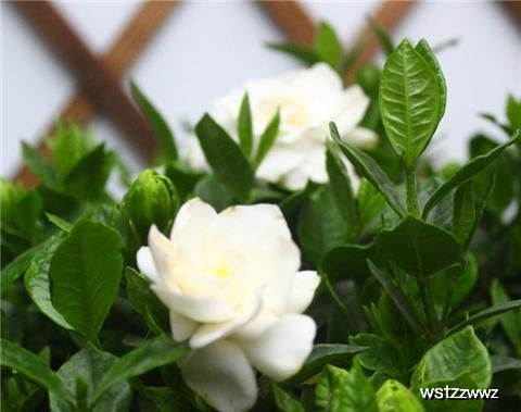 茉莉立春后修剪，如何让枝繁叶茂