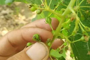 一、 幼果期病害防治的重要性