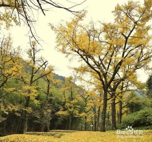 银杏树的观赏价值