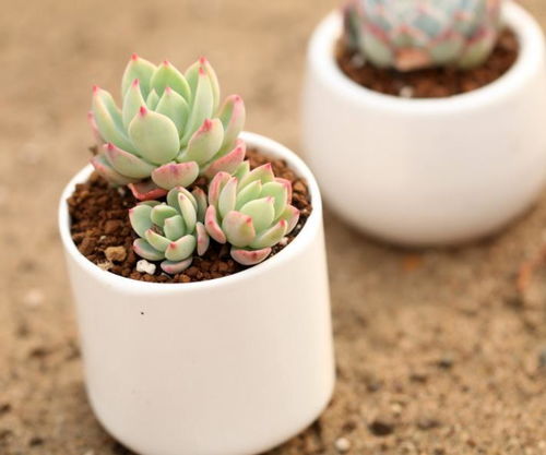 多肉植物室外养殖入门指南