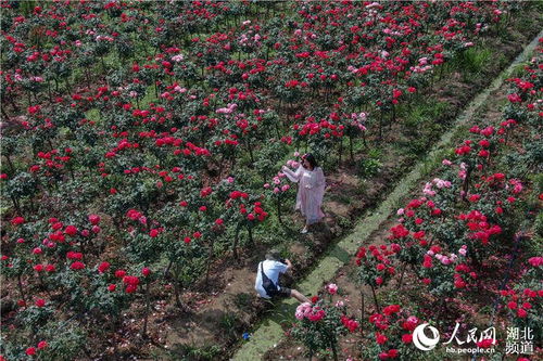 月季种植技术：自然与智慧的结晶