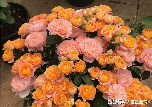 爱情， 那迷人的波浪线