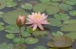 土壤的选择：松软透气是关键