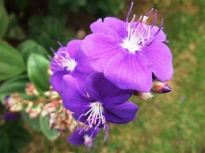 丹麦风铃花爆花的时候，紫色的小花会开爆盆