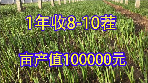 种植车前子的风险和收益