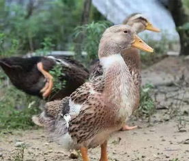 揭秘：麻鸭与土鸭的五大区别，养殖必看！