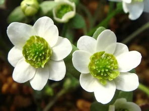 耐寒花卉大盘点