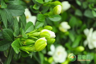 栀子花在北方过冬，李姐的妙招揭秘！