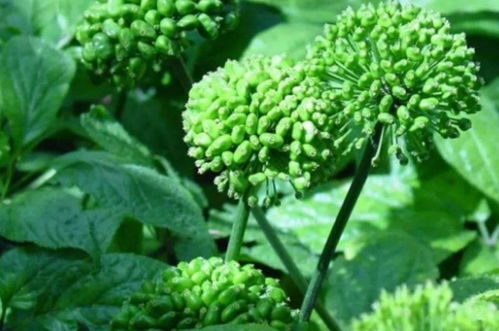 高清大图中的三七花之美