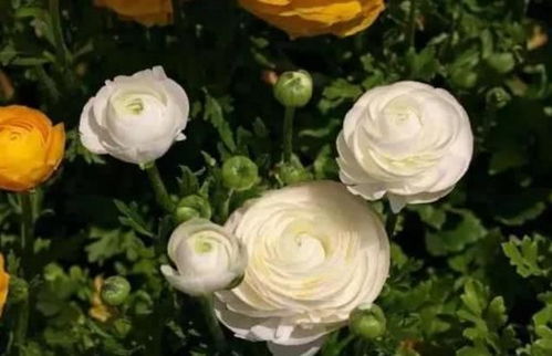 仙人柱的花期， 得养得巧