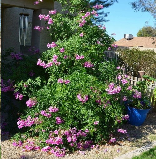 粉凌霄为何不开花？是土壤问题还是光照不足