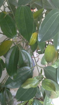 治疗炭疽病， 有几种简单方法