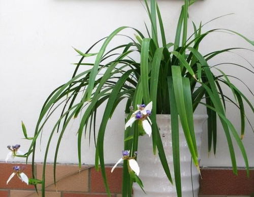 室内兰花养护技巧