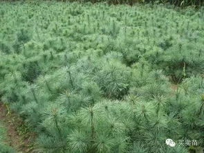 北京Java培训机构哪家靠谱