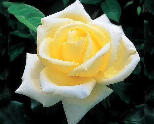 英国迪克森玫瑰苗圃：历史的芬芳传承