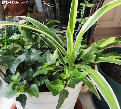 翡翠吊兰叶子发黄，是缺水还是病虫害