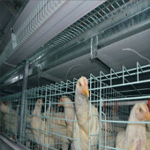 小型养殖场高效养殖七法：科学饲养、优化管理、技术创新