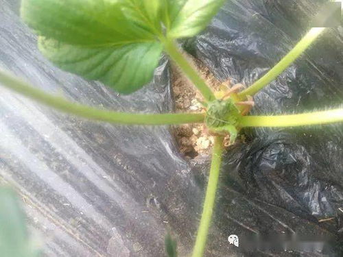 病虫害， 也不嫩忽视