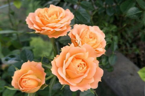 音调月季的音色特点