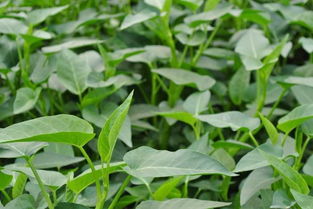 空心菜， 夏季菜王，35℃照样蹭蹭长