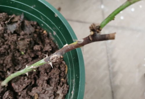 月季花根部发黑，是何原因导致
