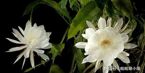 昙花如何养殖才能快速长大？