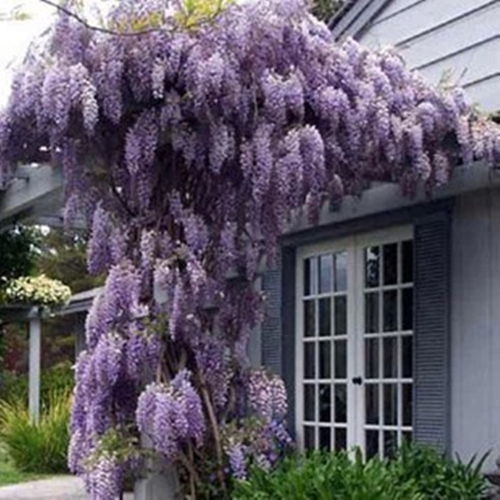 爬藤花：四季花开， 美丽不停歇