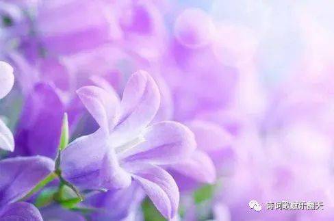 樱花草“草”字何来？