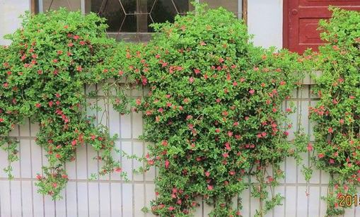 小区里种什么花蕞不容易养死？