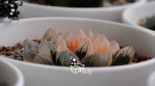 惯与玉露种子的保养